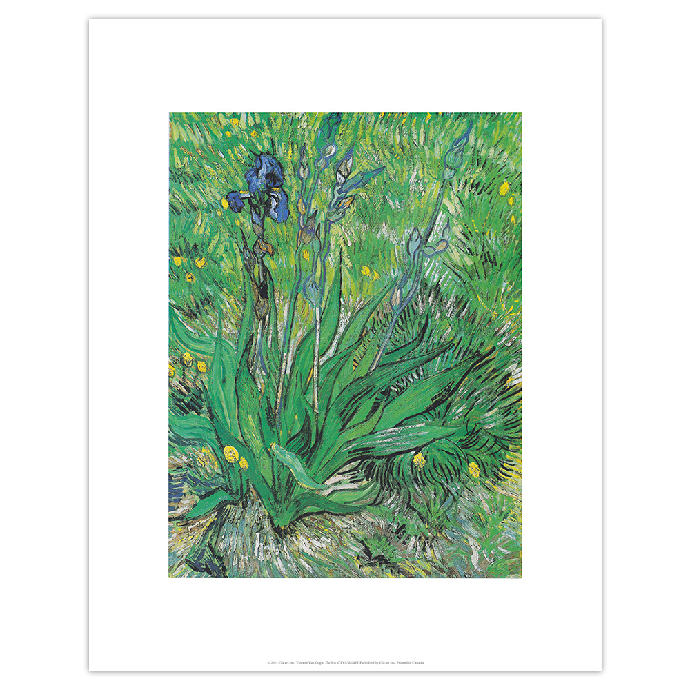 Iris Small Poster